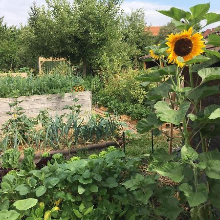Ferienhaus Mit Naturgarten Dachsen المظهر الخارجي الصورة